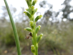 Microtis parviflora