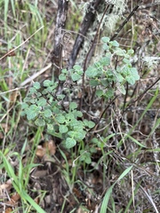Clinopodium chandleri