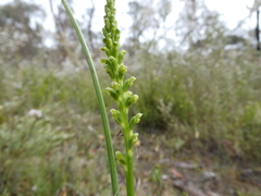 Microtis parviflora