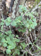 Clinopodium chandleri