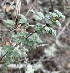 Clinopodium chandleri
