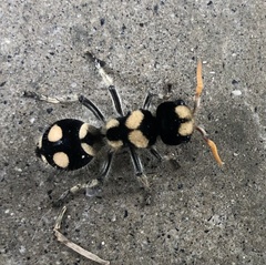 Hoplomutilla insignis