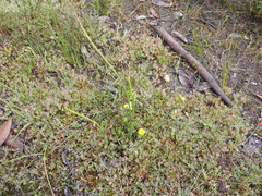 Microtis parviflora