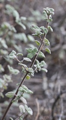 Clinopodium chandleri