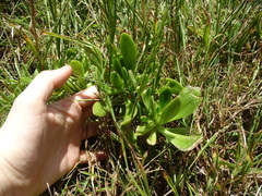 Sedum praealtum