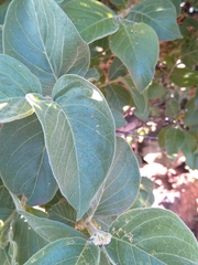 Ficus sur