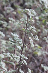 Clinopodium chandleri