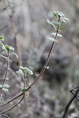 Clinopodium chandleri