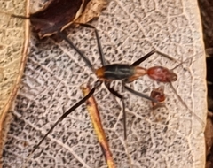 Leptomyrmex rufithorax