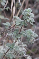 Clinopodium chandleri