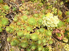 Aeonium haworthii
