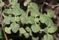 Clinopodium chandleri