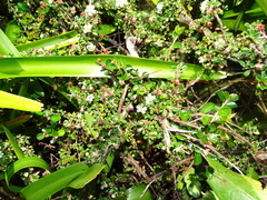 Cotoneaster microphyllus