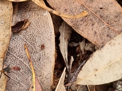 Leptomyrmex rufithorax