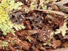 Leptomyrmex rufithorax