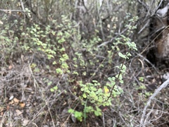 Clinopodium chandleri
