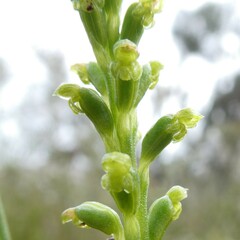 Microtis parviflora