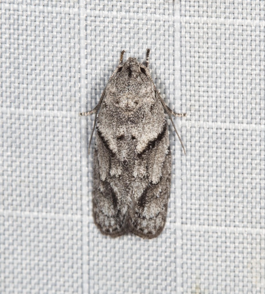 Agriophara plagiosema