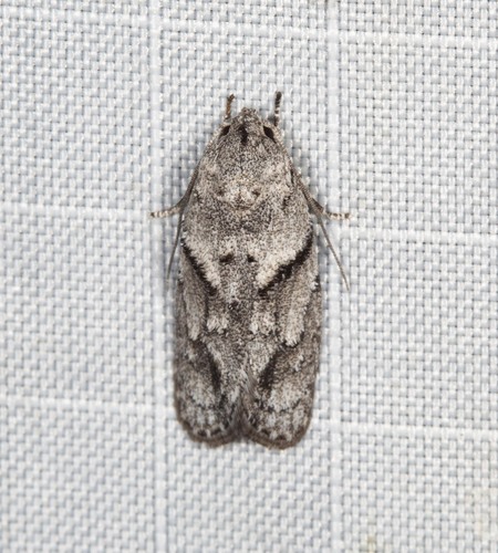 How to identify Agriophara plagiosema Turner, 1898