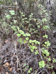 Clinopodium chandleri
