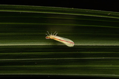 Shellenius