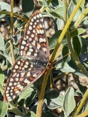 Euphydryas chalcedona hennei