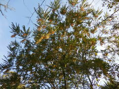 Alvaradoa amorphoides