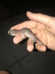 Aneides lugubris