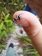 Polyrhachis daemeli