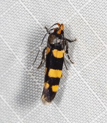 Limnaecia polycydista