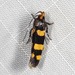 Limnaecia polycydista - Photo (c) Ian McMillan, some rights reserved (CC BY-NC), uploaded by Ian McMillan