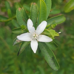 Philotheca myoporoides