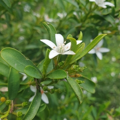 Philotheca myoporoides