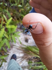 Polyrhachis daemeli