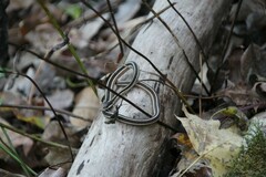 Thamnophis saurita saurita