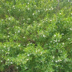 Philotheca myoporoides