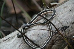 Thamnophis saurita saurita