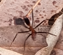 Leptomyrmex rufithorax