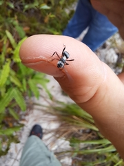Polyrhachis daemeli