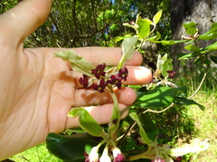 Pittosporum ralphii