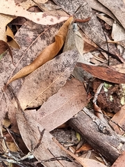 Leptomyrmex rufithorax