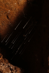 Arachnocampa