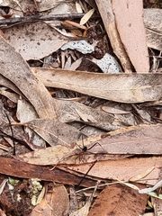 Leptomyrmex rufithorax