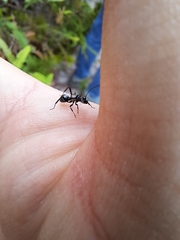 Polyrhachis daemeli