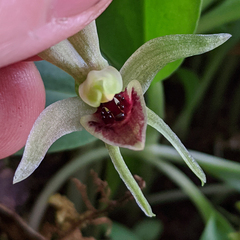 Chiloglottis grammata