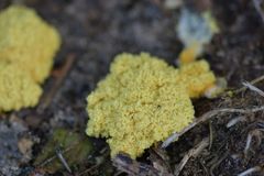 Fuligo septica