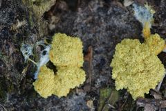 Fuligo septica