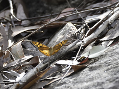 Heteronympha merope