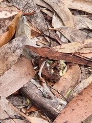 Leptomyrmex rufithorax