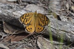 Heteronympha merope